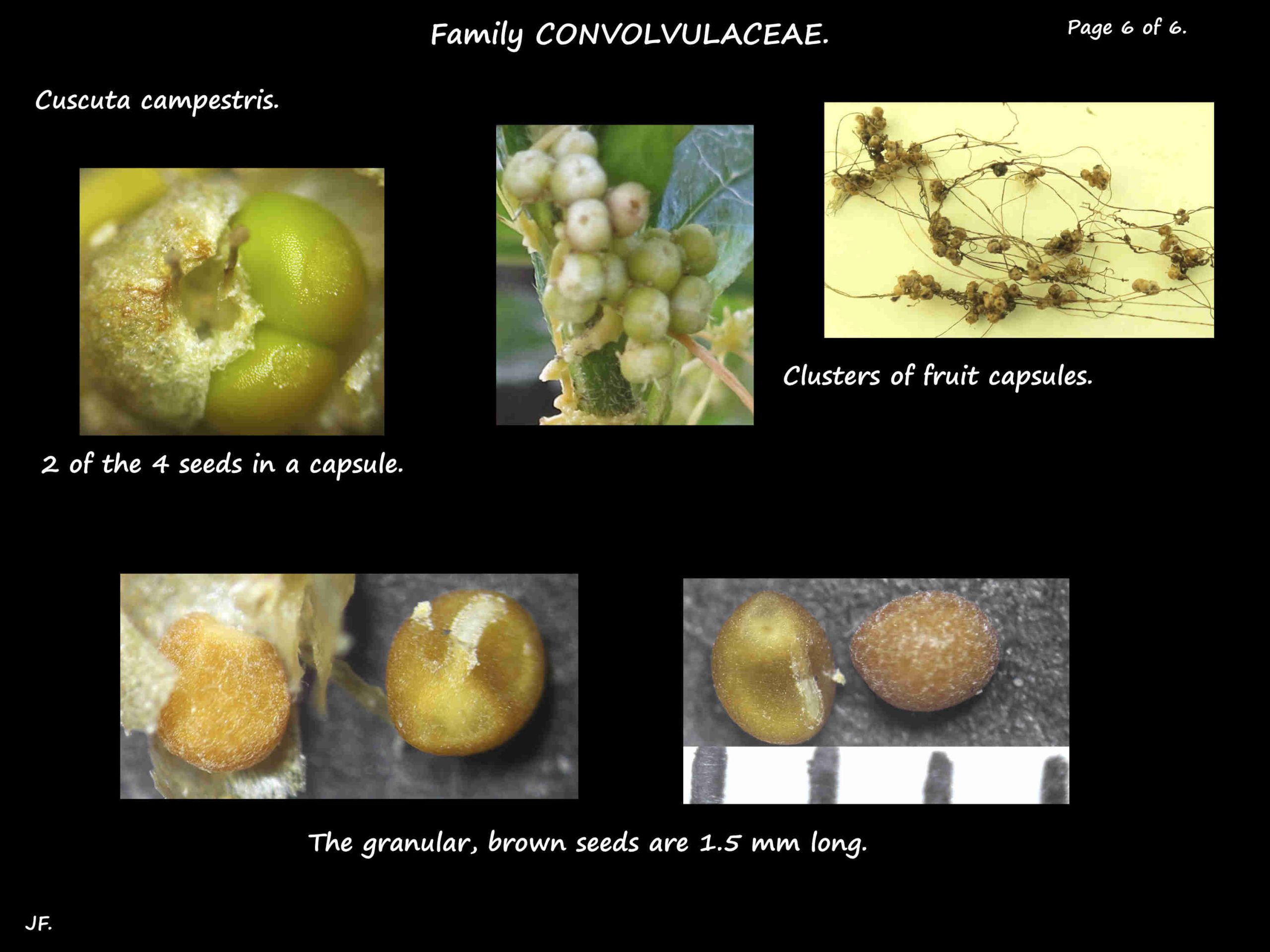 6 Seeds of Cuscuta campestris
